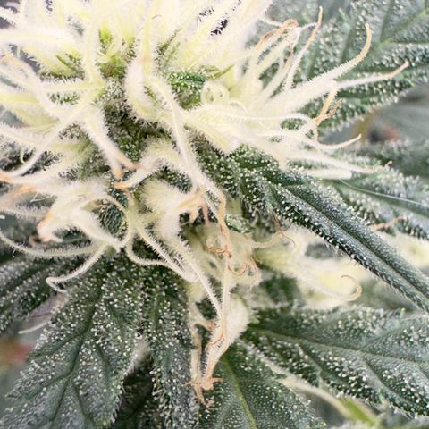 Tangerine Dream growlog photo: Looking nice 