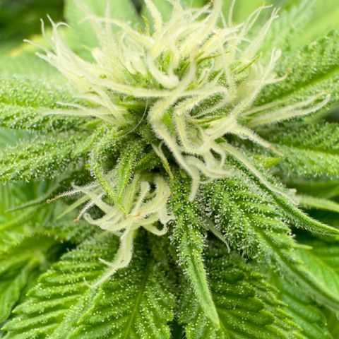Pink Kush growlog timeline photo