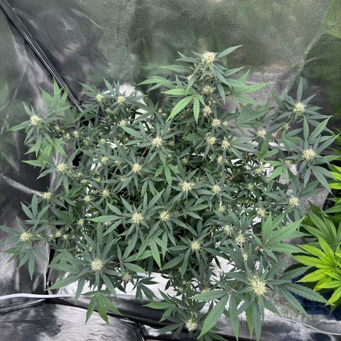 Tangerine Dream growlog timeline photo