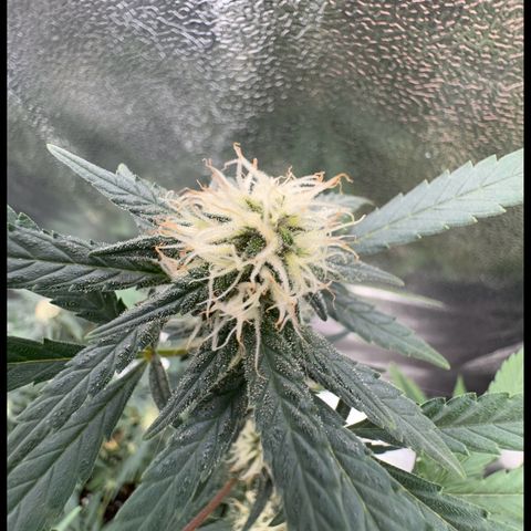 Tangerine Dream growlog timeline photo