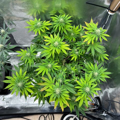Pink Kush growlog timeline photo