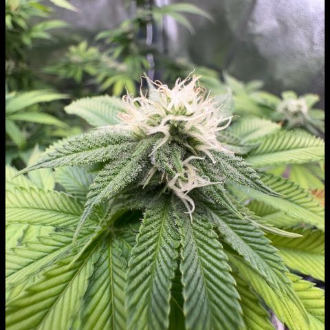 Pink Kush growlog timeline photo