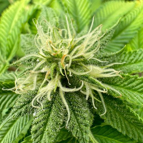 Pink Kush growlog timeline photo