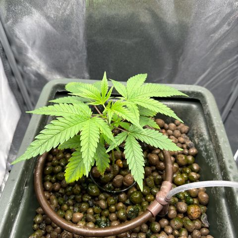 Mimosa x Orange Punch growlog timeline photo