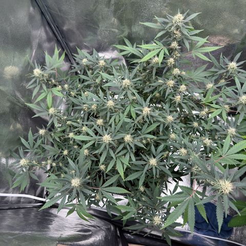 Tangerine Dream growlog timeline photo