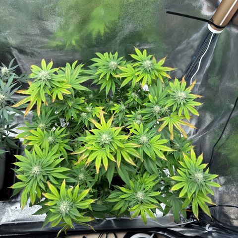 Pink Kush growlog timeline photo