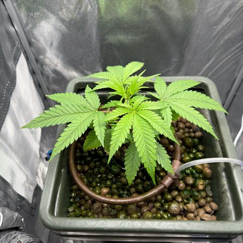 Mimosa x Orange Punch growlog timeline photo