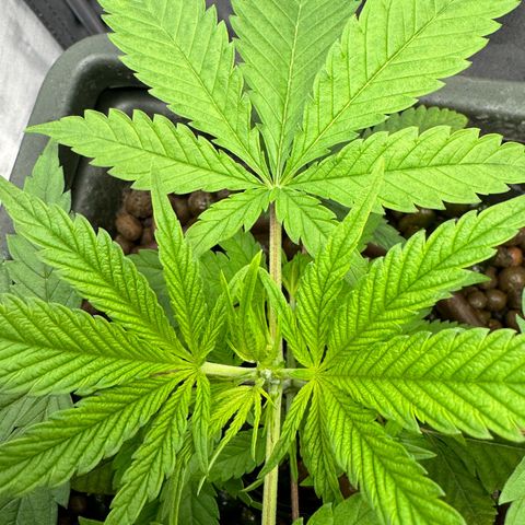 Mimosa x Orange Punch growlog timeline photo