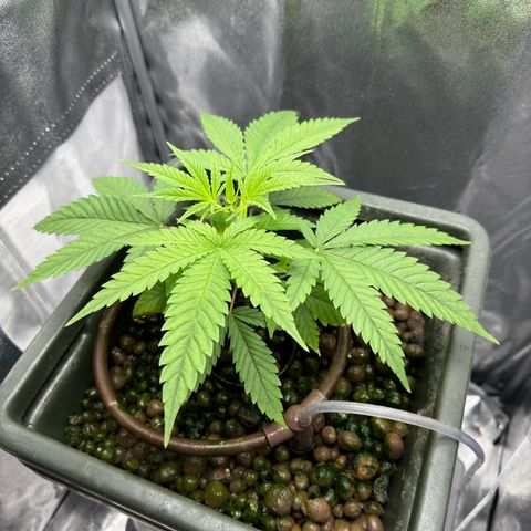 Mimosa x Orange Punch growlog timeline photo
