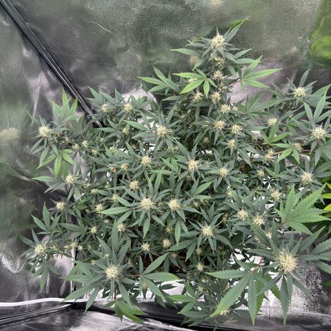 Tangerine Dream growlog timeline photo