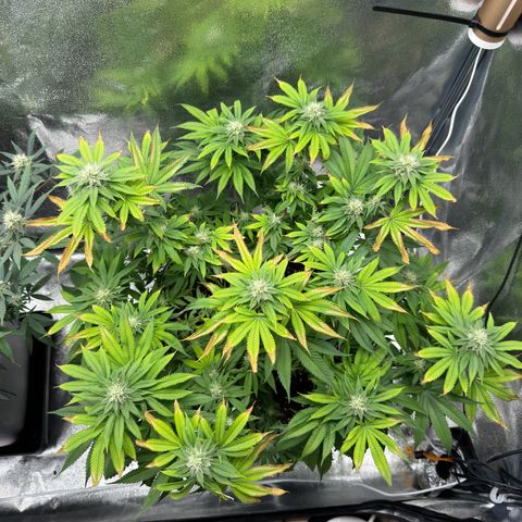 Pink Kush growlog timeline photo