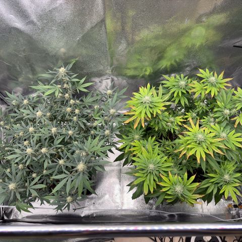 Tangerine Dream growlog timeline photo