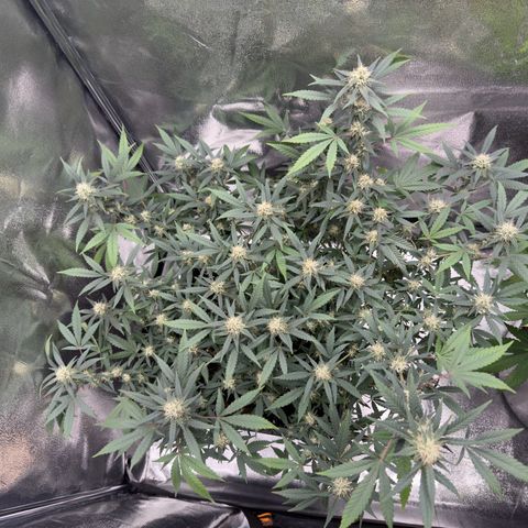 Tangerine Dream growlog timeline photo