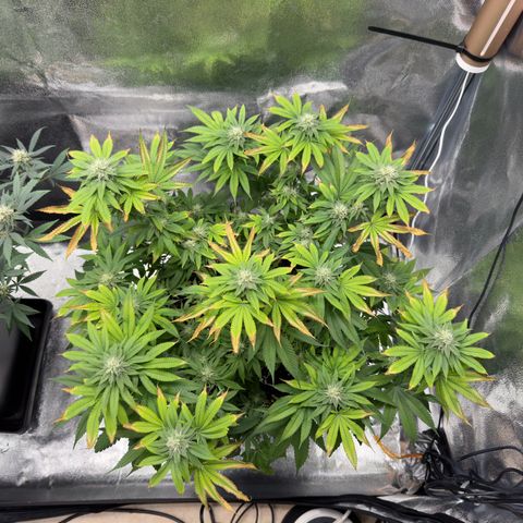 Pink Kush growlog timeline photo