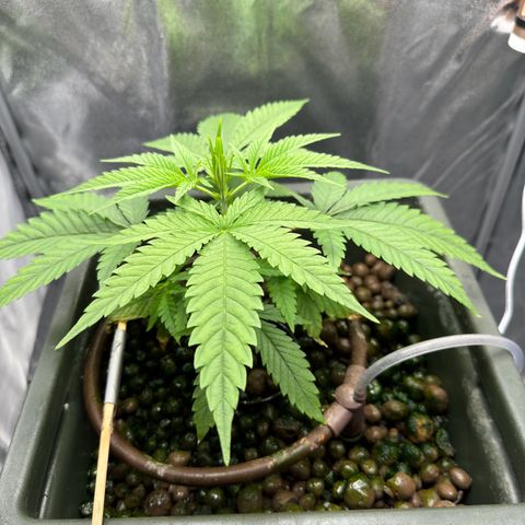 Mimosa x Orange Punch growlog timeline photo