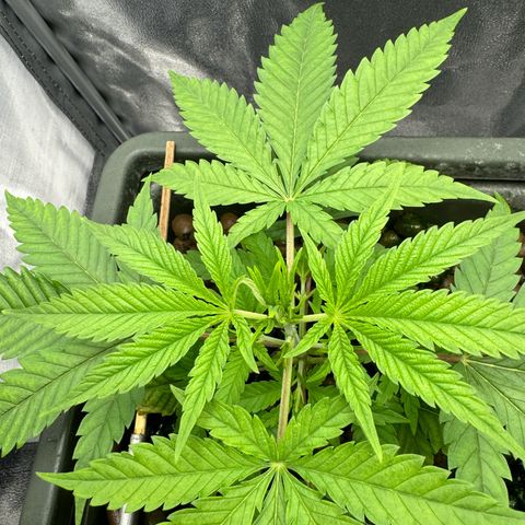 Mimosa x Orange Punch growlog timeline photo