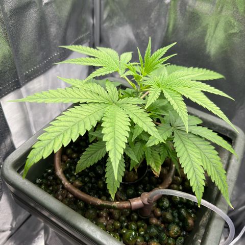 Mimosa x Orange Punch growlog timeline photo