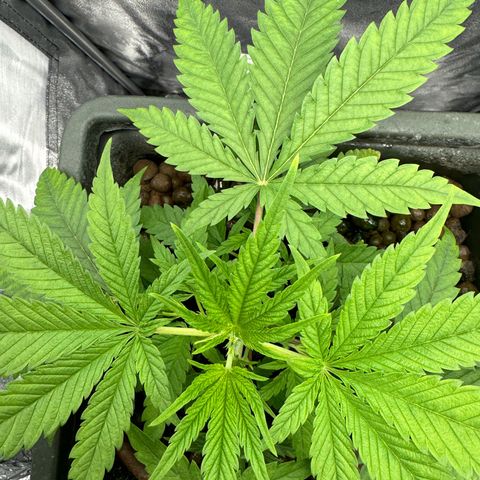 Mimosa x Orange Punch growlog timeline photo