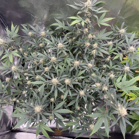 Tangerine Dream growlog timeline photo