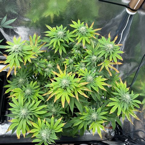 Pink Kush growlog timeline photo