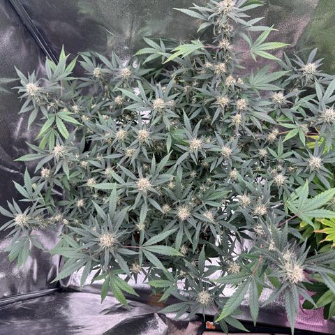 Tangerine Dream growlog timeline photo