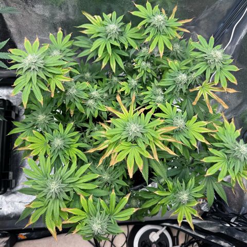 Pink Kush growlog timeline photo