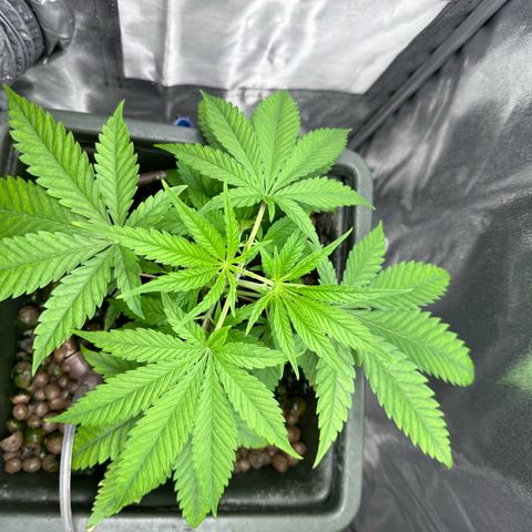 Mimosa x Orange Punch growlog timeline photo