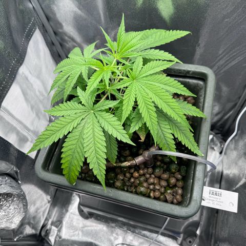 Mimosa x Orange Punch growlog timeline photo