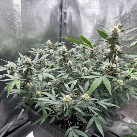 Tangerine Dream growlog timeline photo