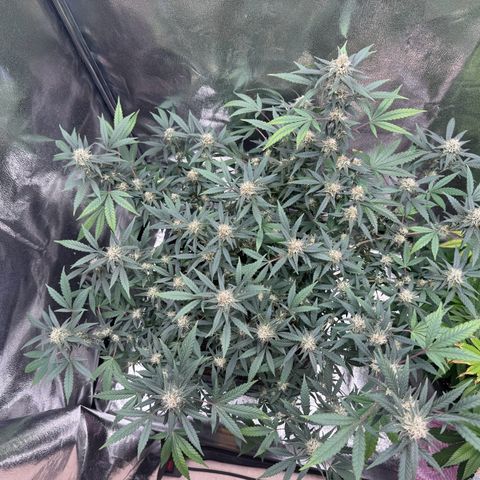Tangerine Dream growlog timeline photo