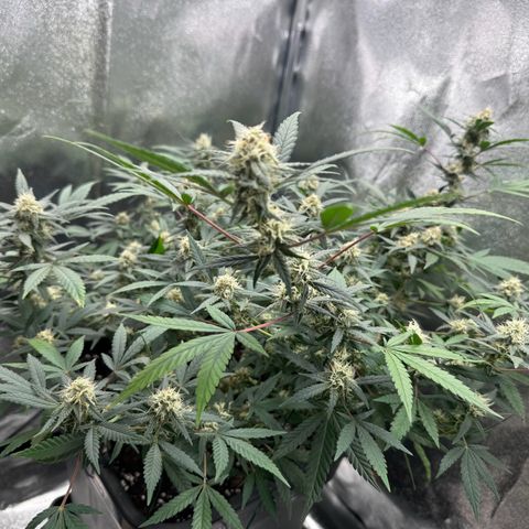 Tangerine Dream growlog timeline photo