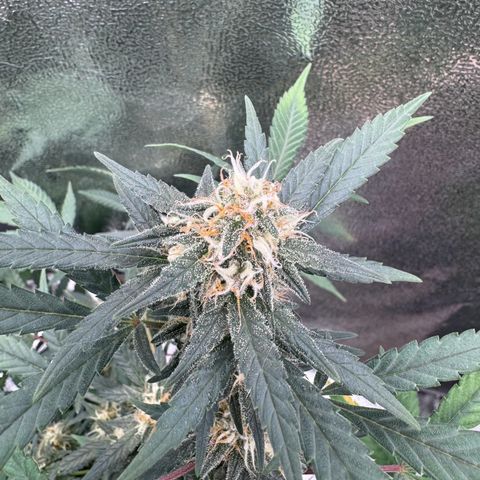 Tangerine Dream growlog timeline photo