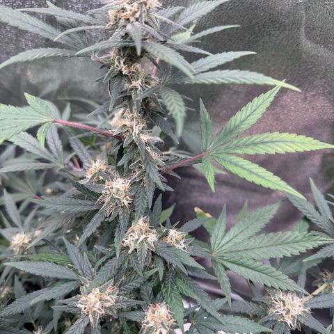 Tangerine Dream growlog timeline photo