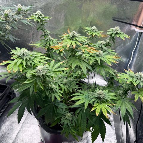Pink Kush growlog timeline photo