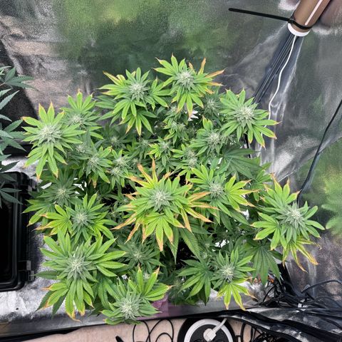 Pink Kush growlog timeline photo