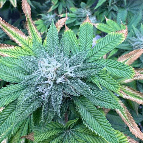 Pink Kush growlog timeline photo