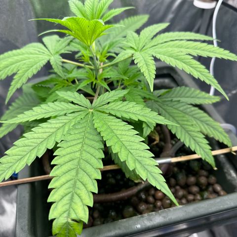 Mimosa x Orange Punch growlog timeline photo