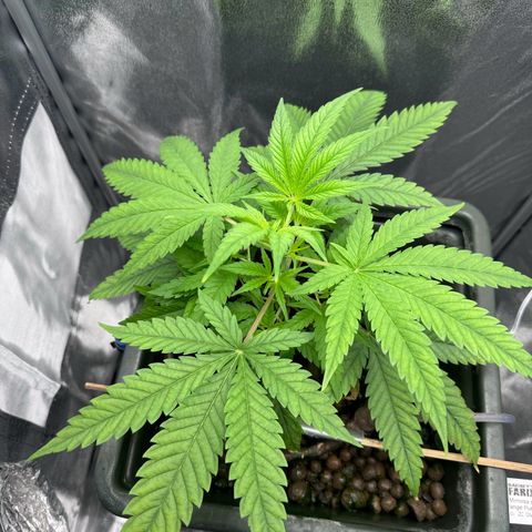 Mimosa x Orange Punch growlog timeline photo
