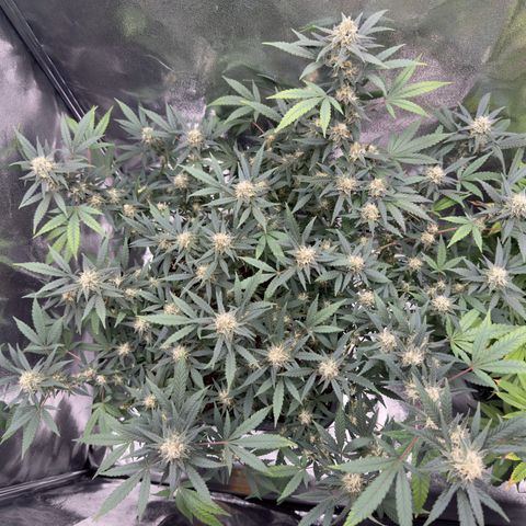 Tangerine Dream growlog timeline photo