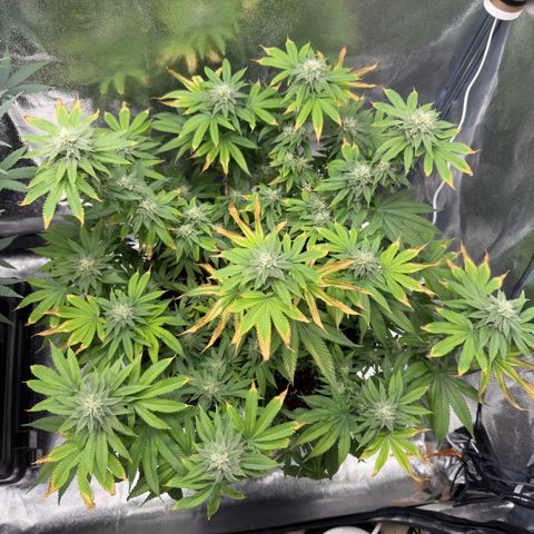 Pink Kush growlog timeline photo