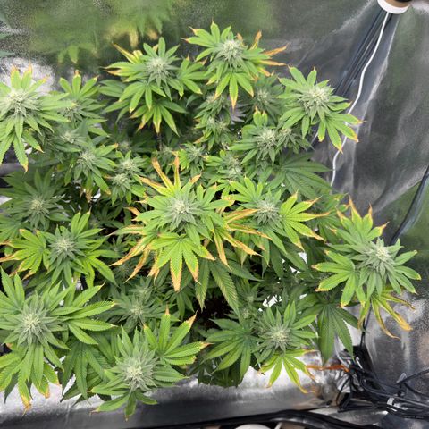 Pink Kush growlog timeline photo