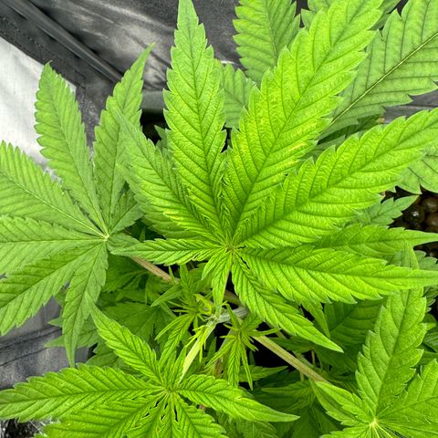 Mimosa x Orange Punch growlog timeline photo