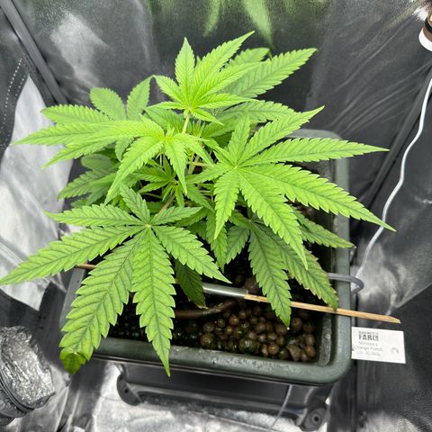 Mimosa x Orange Punch growlog timeline photo