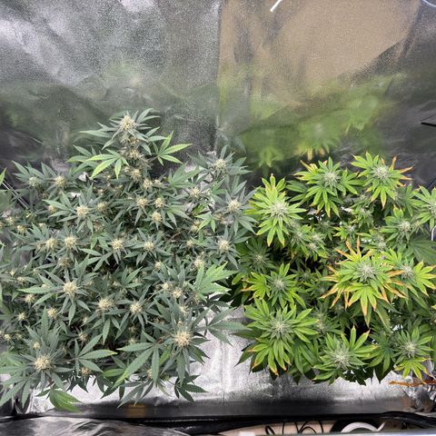 Tangerine Dream growlog timeline photo