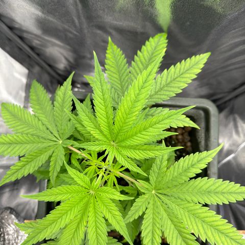 Mimosa x Orange Punch growlog timeline photo