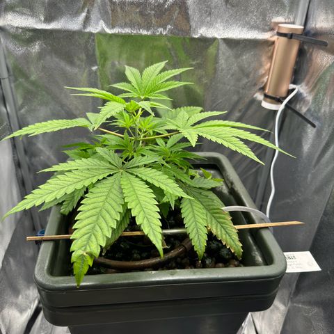 Mimosa x Orange Punch growlog timeline photo