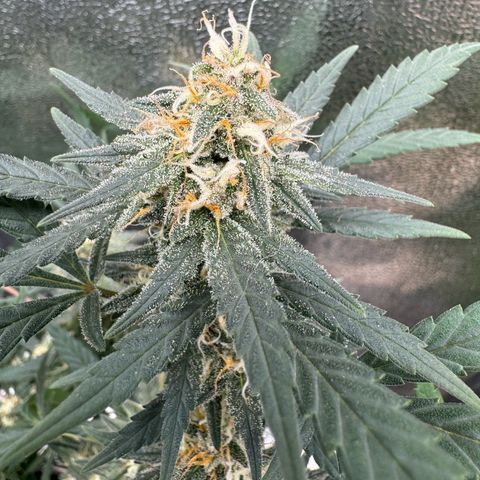 Tangerine Dream growlog timeline photo