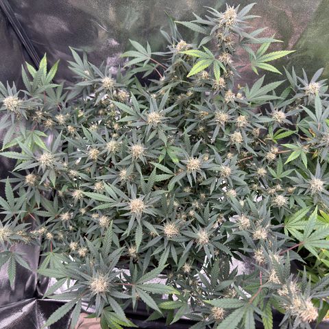 Tangerine Dream growlog timeline photo