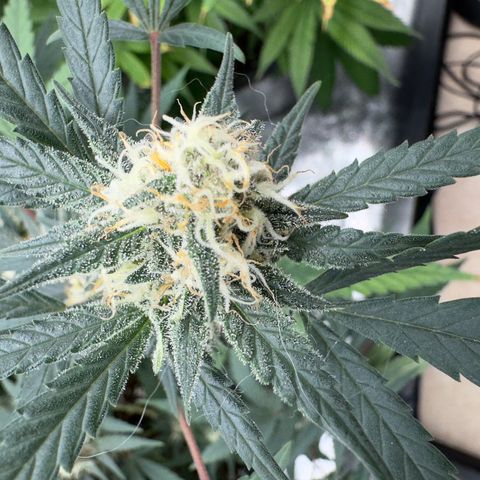 Tangerine Dream growlog timeline photo
