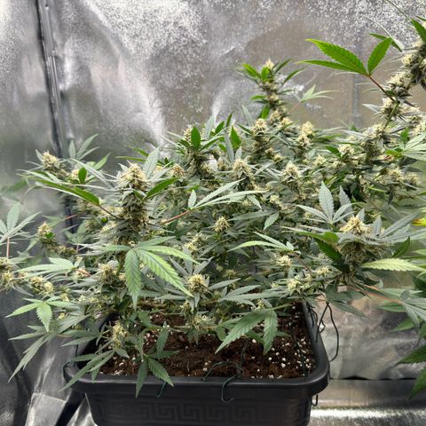 Tangerine Dream growlog timeline photo